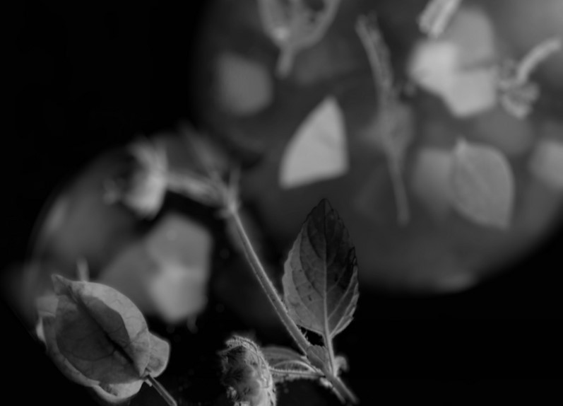 GRISA + JOÃO VIEGAS: DES CHIMÈRES